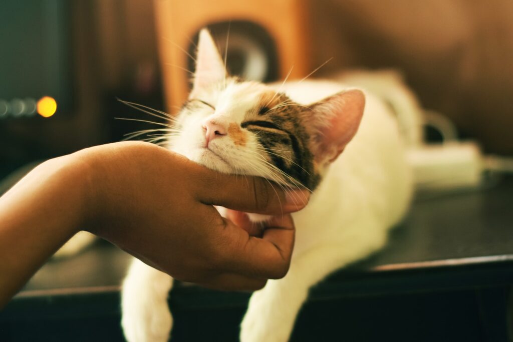 Cats Body Language