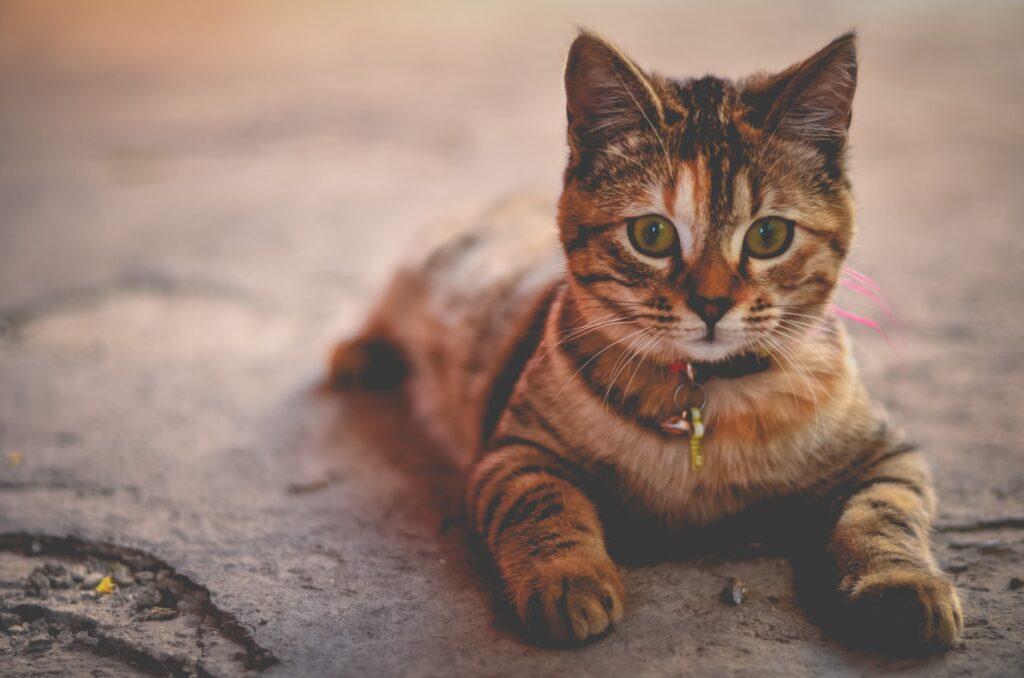 Cats Body Languages