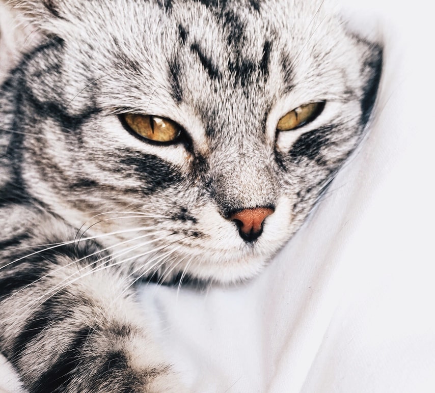 Speaking to cats