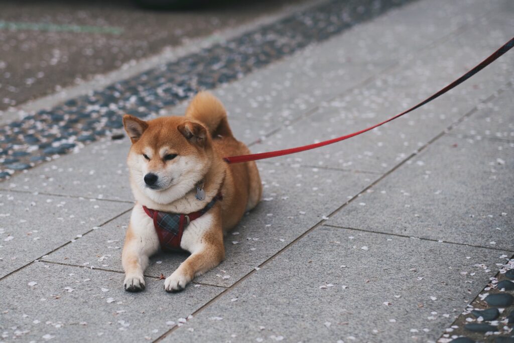 Shiba Inu - Best Quiet Dogs