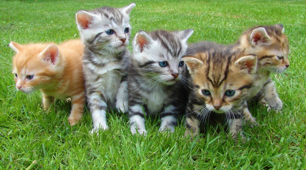 Understanding cats emotions
