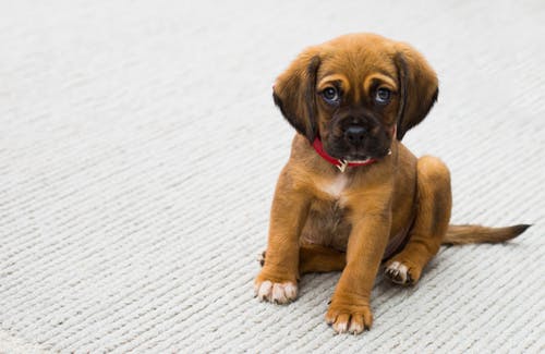 Buying a dog today