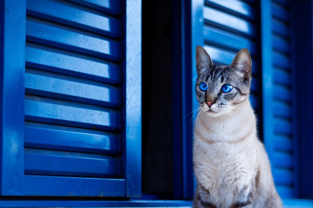 Cat collars with GPS