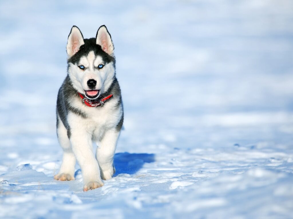 Dog Training Commands List