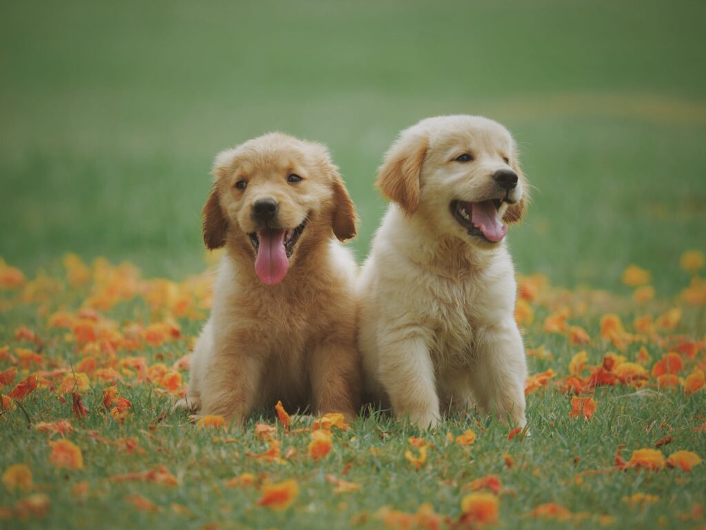 Different types of dog breeds