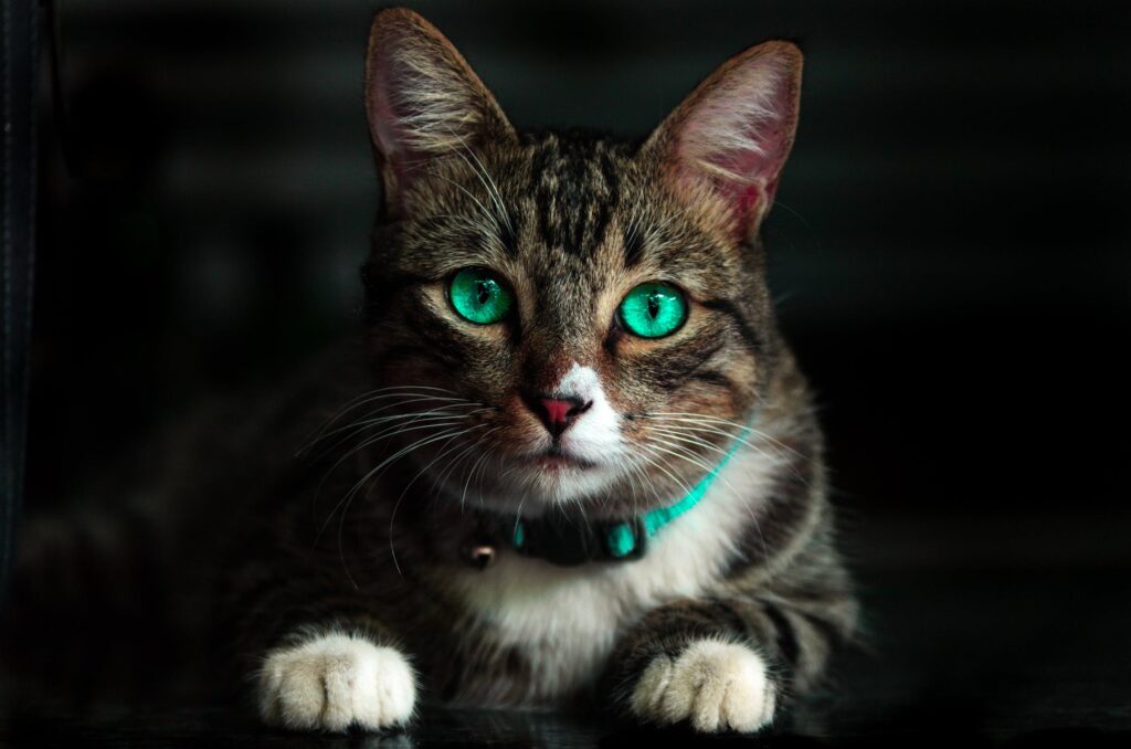 The Manx Cat