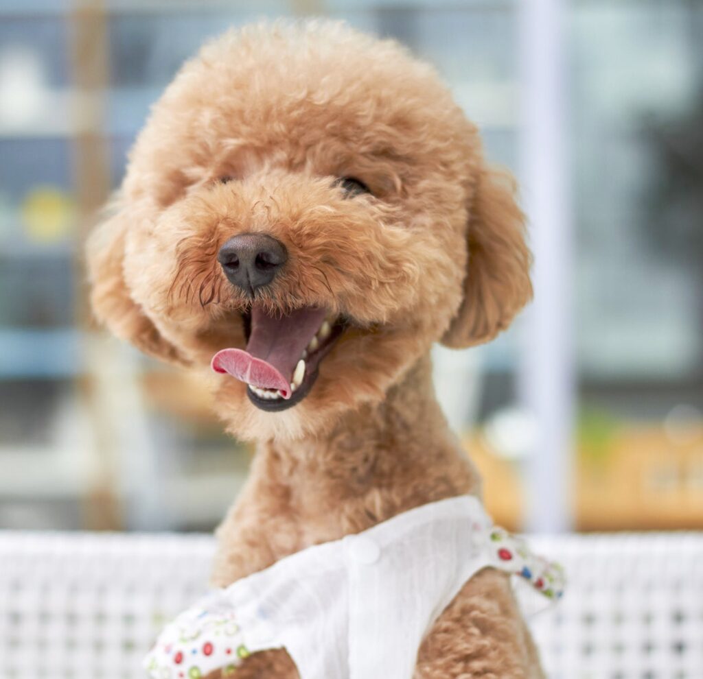 Cute picture of a poodle