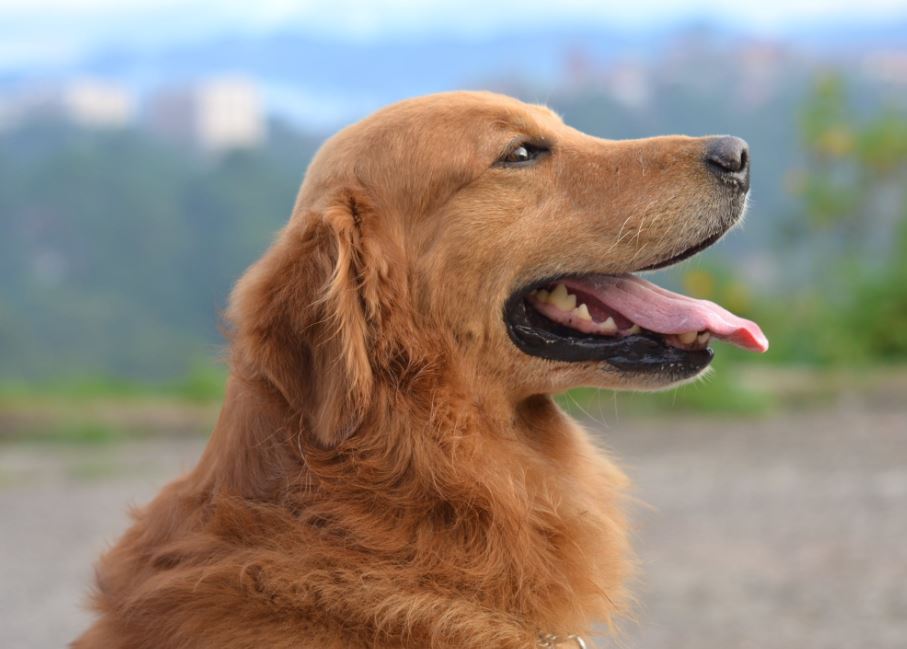 Happy dog