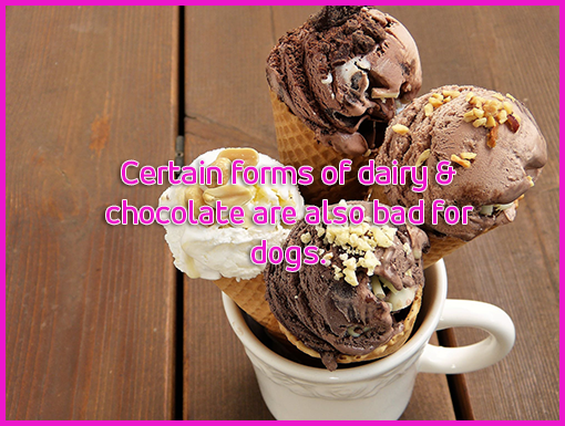 Foods that you cant feed to a dog