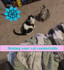 how to introduce a cat to a new home