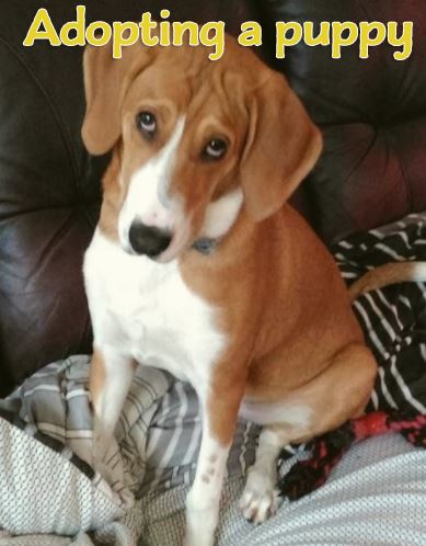 Adopting a puppy