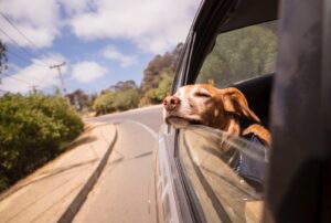 seat covers for dogs cute dog