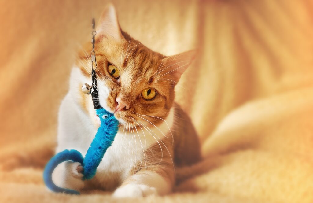 Cat Chew Toys
