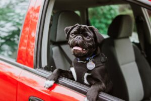 black pug puppy seat covers for dogs