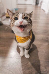 brown tabby cat - indestructible cat toys