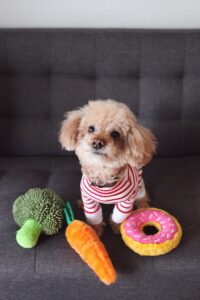 brown toy poodle puppy on sofa dog foot mat