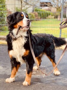 waterproof dog leash brown dog