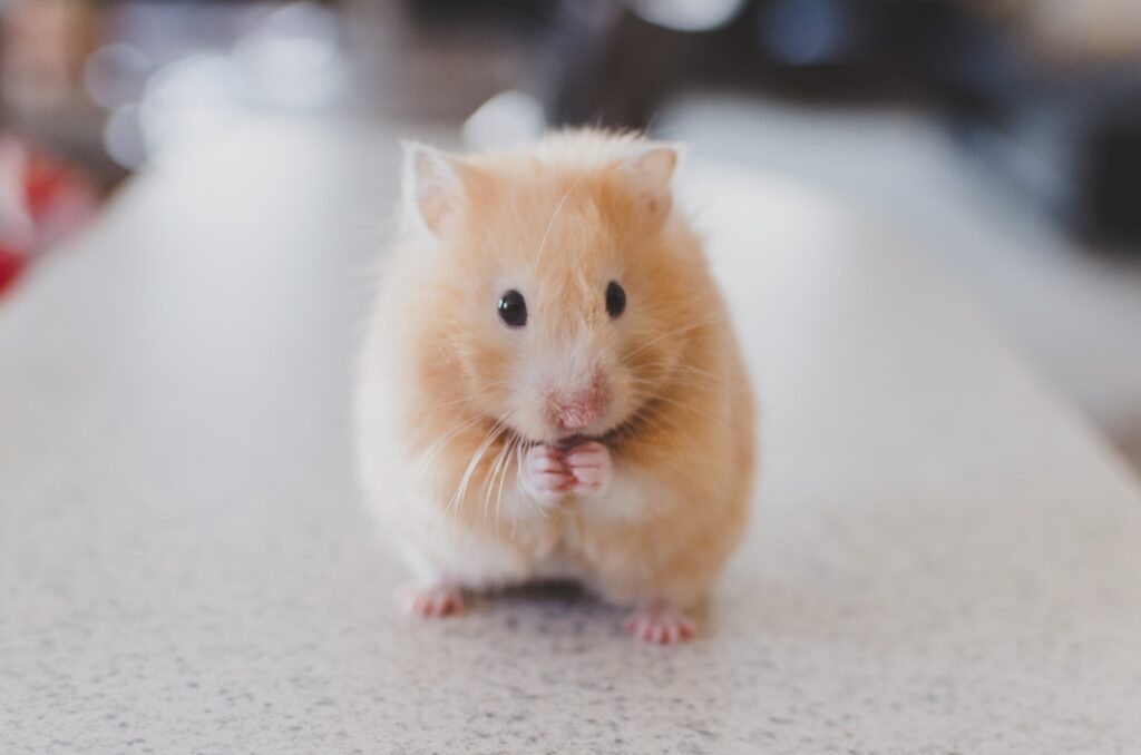 selective focus photography of brown hamster- hamster accessories