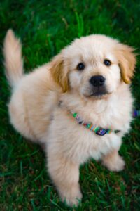 light golden retriever puppy on green grass field during daytime small dog leash