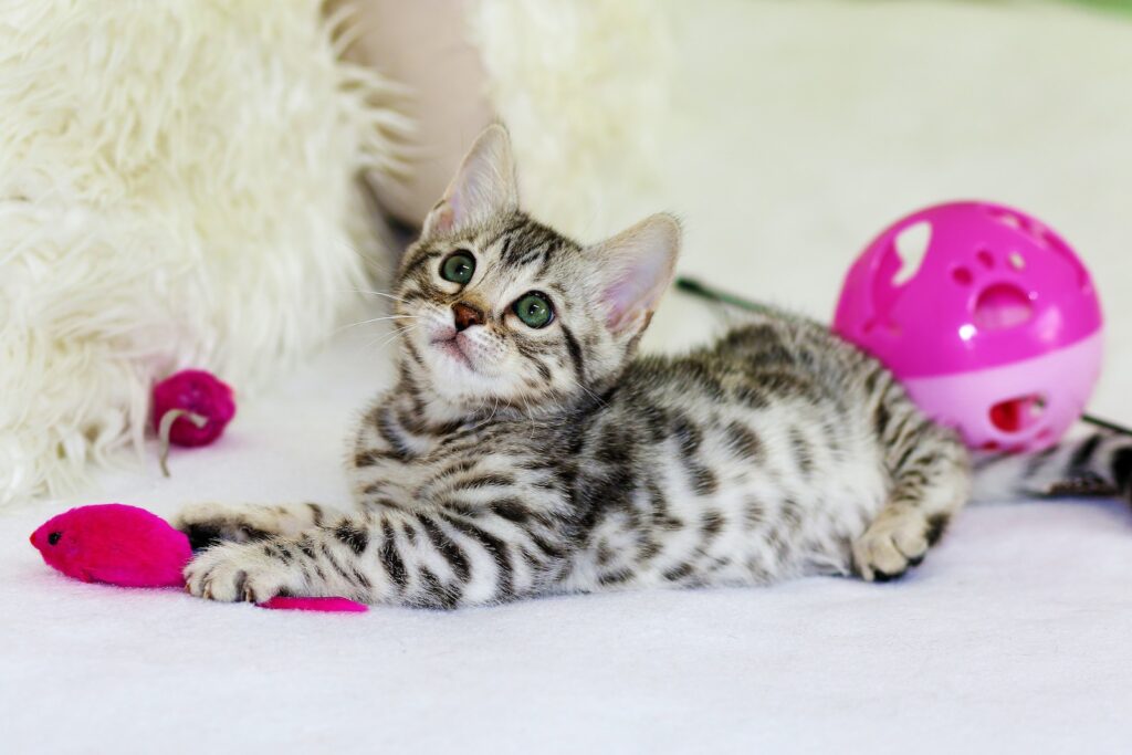 gray kitten sitting on floor - mentally stimulating cat toys