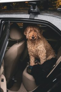 pet seat belt