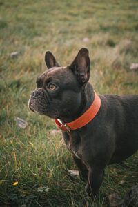unique dog collars