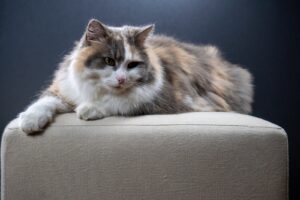 brown white and black cat lying on gray textile best cat litter tray