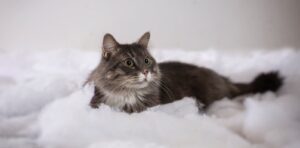 cat litter tray