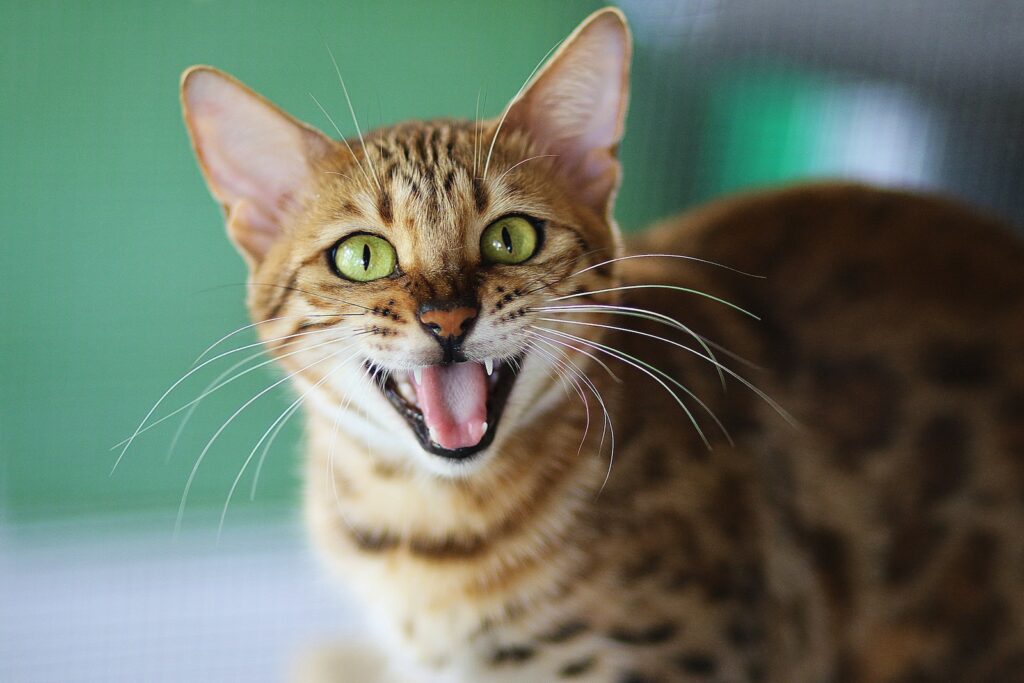 shallow focus photography of brown cat - cat teething toys