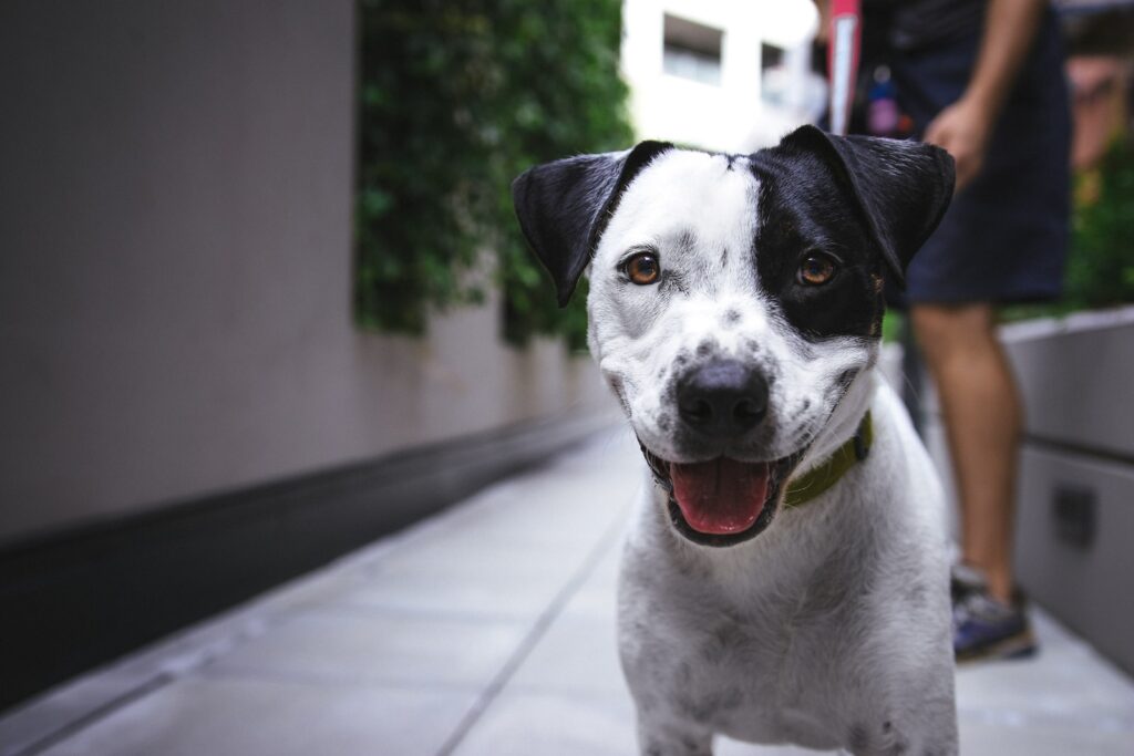 dog collar accessories -white and black American pit bull terrier at daytime
