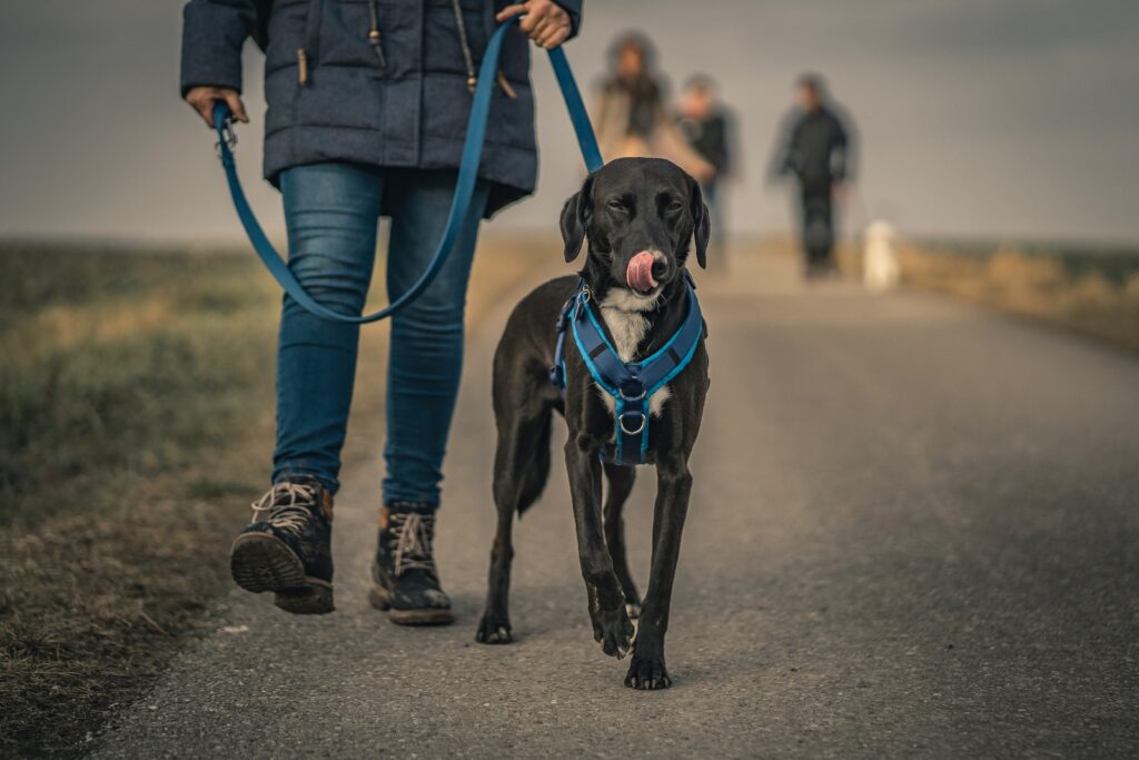 black short coated dog waterproof dog leash