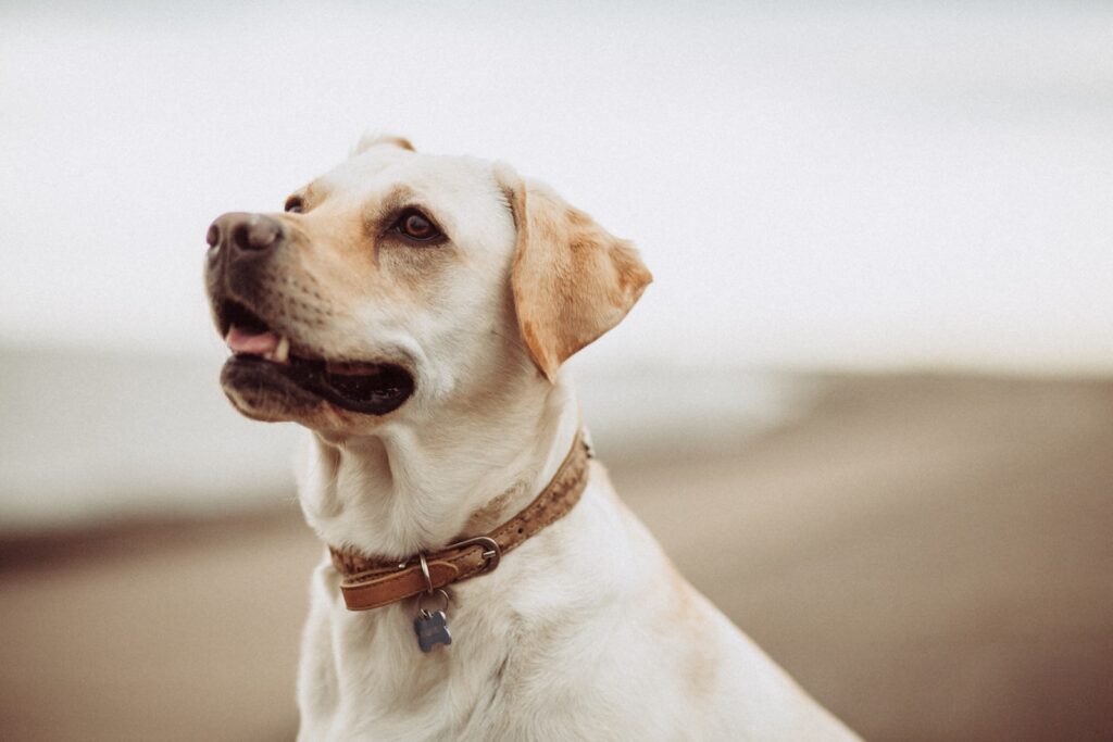 unique dog collars w short-coated white dog