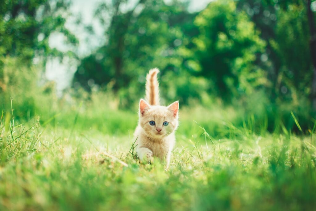 orange tabby kitten in grasses - kitten accessories