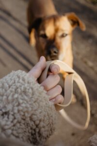 waterproof dog leash short coated dog