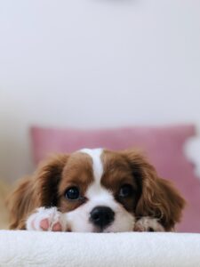 Dog Pillow nice