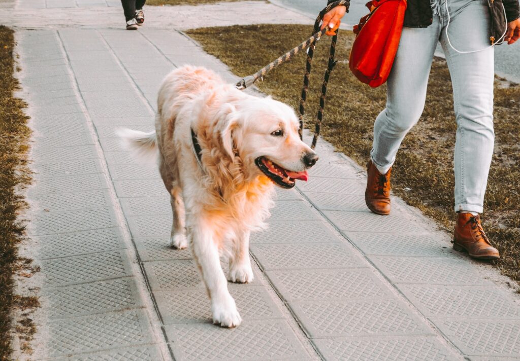 dog walking accessories