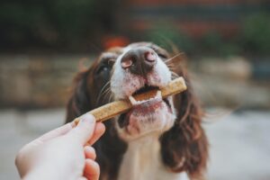 dog foot mat