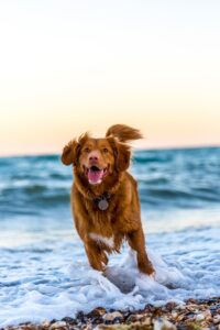 dog running on beach during daytime - dog collar accessories water proof