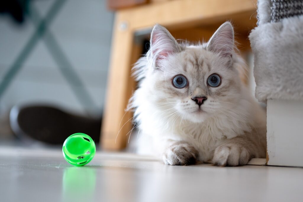 white and brown cat on white table - indestructible cat toys