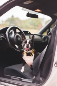 black and white short coated dog in car pet seat belt