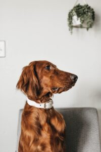 long-coated brown dog - personalized dog collars