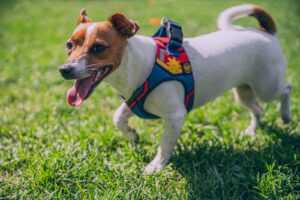 personalized dog harness - white and brown jack russell terrier puppy on green grass field during daytime