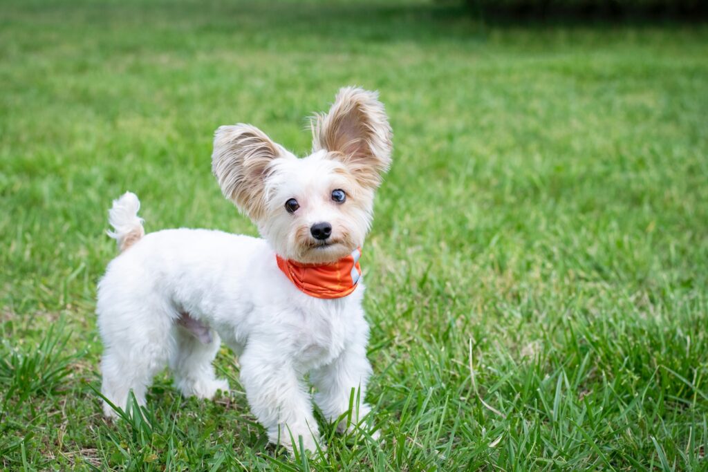 small dog accessories white puppy on green grass field during daytime
