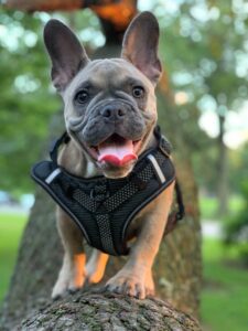 personalized dog harness - brown and white short coated dog wearing black and white scarf