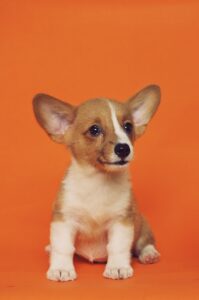 small dog accessories - short-coated brown and white puppy sitting on floor