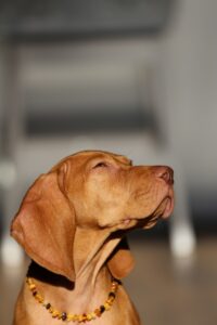 dog necklace collar - brown dog