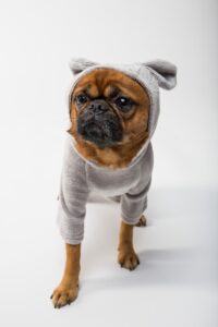 dog apparel - adult pug