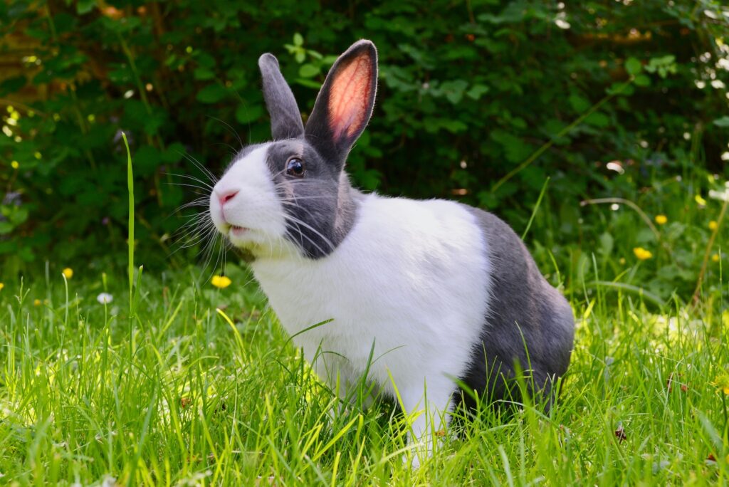 rabbit accessories - white and black rabbit on green grass