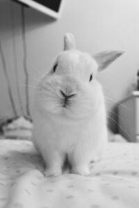 rabbit accessories - rabbit on polka-dot fabric