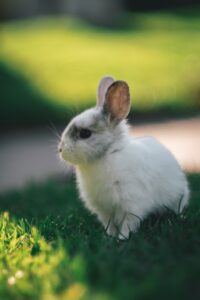rabbit accessories - 
 white rabbit on green grass during daytime